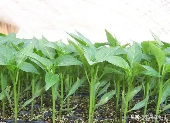 植物常识问题|怎样种植辣椒长得快又高产（如何对辣椒生长进行管理）