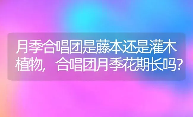 月季合唱团是藤本还是灌木植物,合唱团月季花期长吗？ | 养殖常见问题