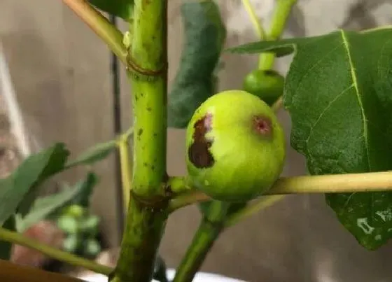 植物常识问题|无花果叶片锈斑该如何防治