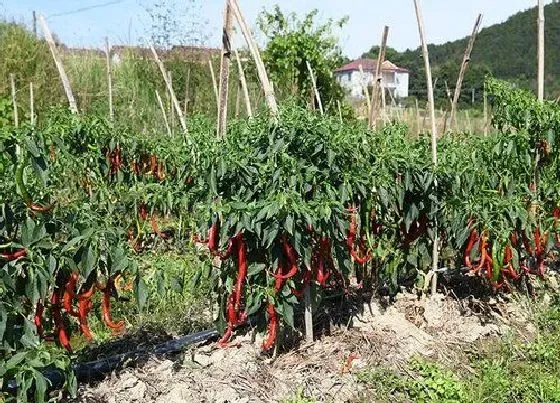 植物常识问题|怎样种植辣椒长得快又高产（如何对辣椒生长进行管理）