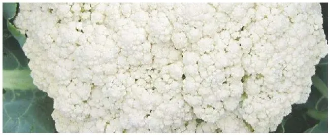 散花菜的种植技术 | 农业答疑