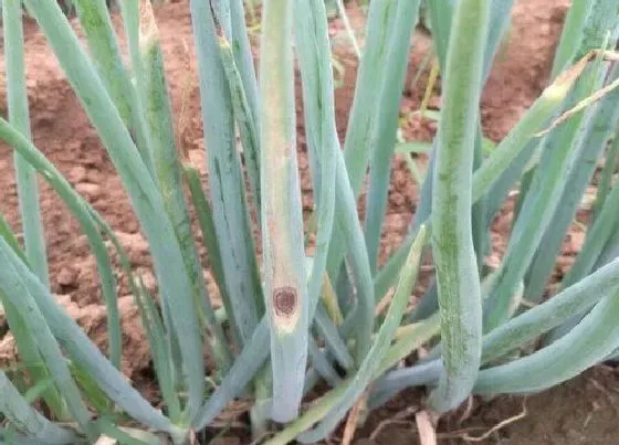 植物常识问题|大葱种植方法步骤