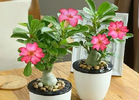植物常识问题|沙漠玫瑰怎么养护快速冒花苞
