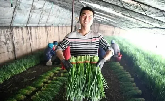 植物常识问题|韭菜栽种后需要注意什么（韭菜的种植方法和注意事项）