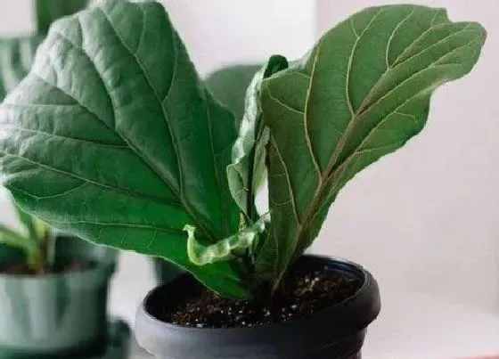 植物常识问题|琴叶榕夏天怎么养叶片宽大又碧绿
