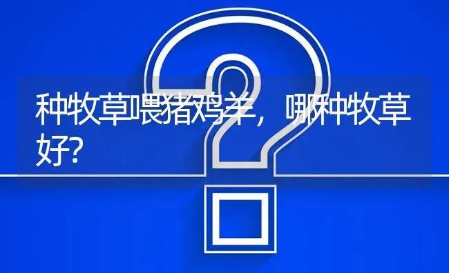 黑豆的价格是多少? | 养殖问题解答