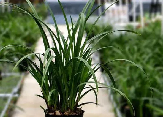 植物常识问题|兰草花怎么栽培和方法 兰草花植物种植方法和注意事项