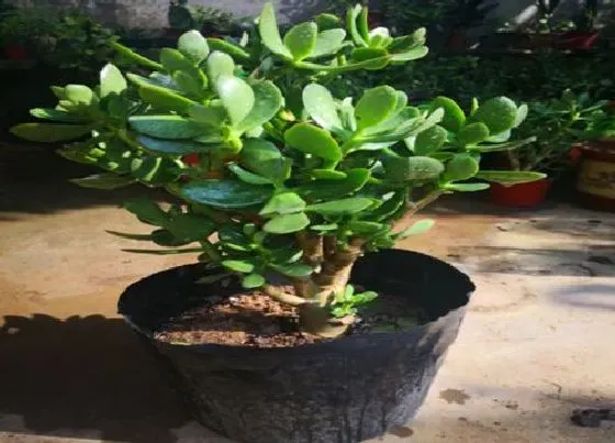 植物常识问题|立秋养护玉树正确用肥姿势