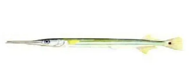 针鱼是海鱼吗 | 三农问答