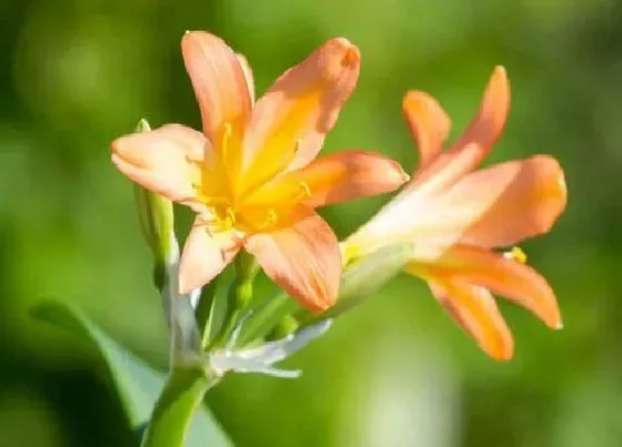 植物常识问题|要想君子兰开花需要谨记的养护要诀