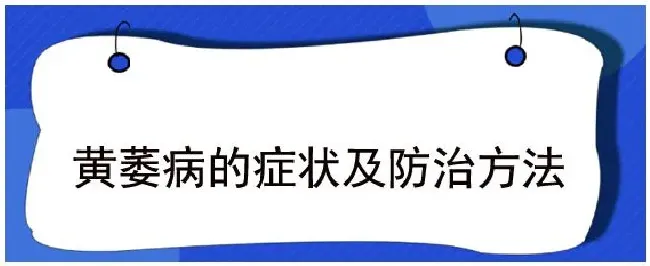 黄萎病的症状及防治方法 | 三农答疑