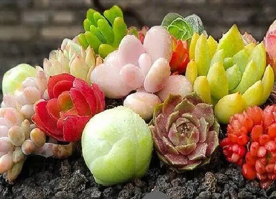 植物常识问题|秋季多肉植物长出气生根的解决办法
