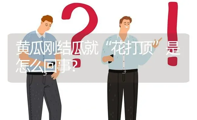 黄瓜刚结瓜就“花打顶”是怎么回事? | 养殖问题解答