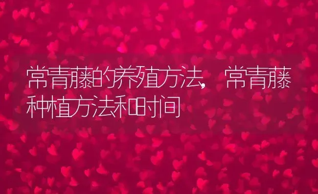 常青藤的养殖方法,常青藤种植方法和时间 | 养殖常见问题