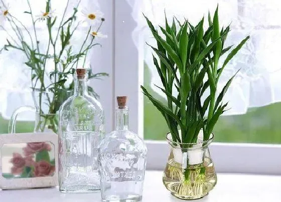 植物常识问题|富贵竹如何养护才能常年绿油油的