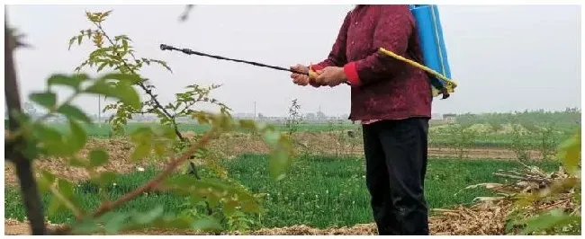 烯啶吡蚜酮使用说明需要稀释多少倍 | 农业答疑