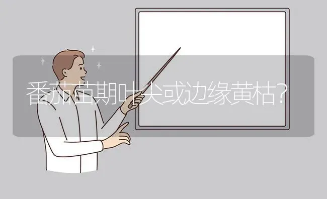 番茄苗期叶尖或边缘黄枯? | 养殖问题解答