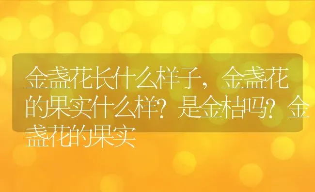金盏花长什么样子,金盏花的果实什么样？是金桔吗？金盏花的果实 | 养殖常见问题