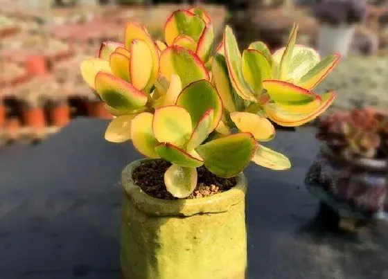 植物常识问题|夏季如何养玉树满盆绿叶