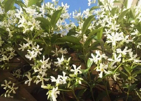 植物常识问题|茉莉花长得特别的瘦弱是什么原因导致的