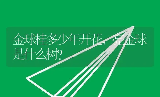 金球桂多少年开花,亮金球是什么树？ | 养殖常见问题