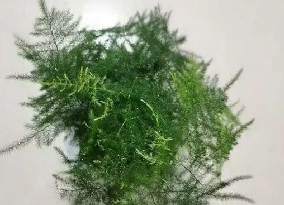 植物常识问题|文竹不够葱郁是什么原因导致的