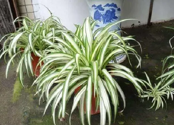 植物常识问题|如何解决吊兰叶片软趴趴的现象