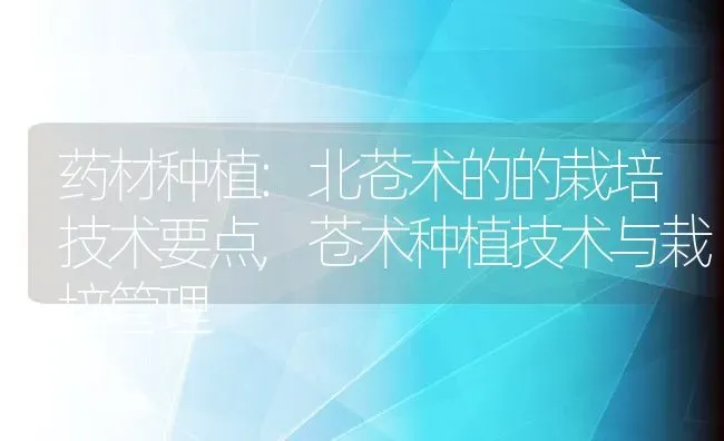 药材种植:北苍术的的栽培技术要点,苍术种植技术与栽培管理 | 养殖常见问题