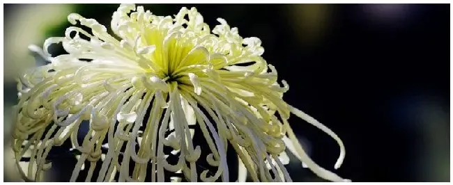 菊花秋天能不能修剪？菊花秋天可以修剪吗 | 科普知识