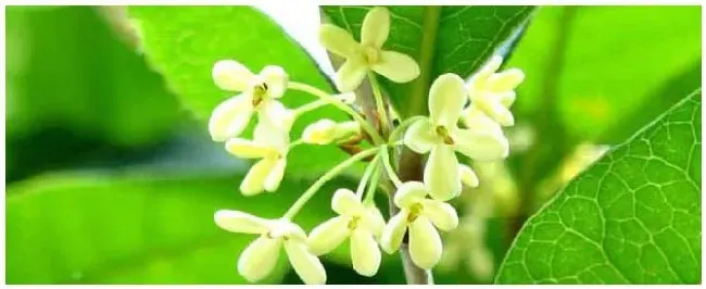 中蜂会采集桂花的蜜吗？ | 三农答疑