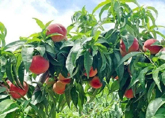 植物常识问题|桃树和什么果树能嫁接（桃树苗嫁接时间和管理方法）