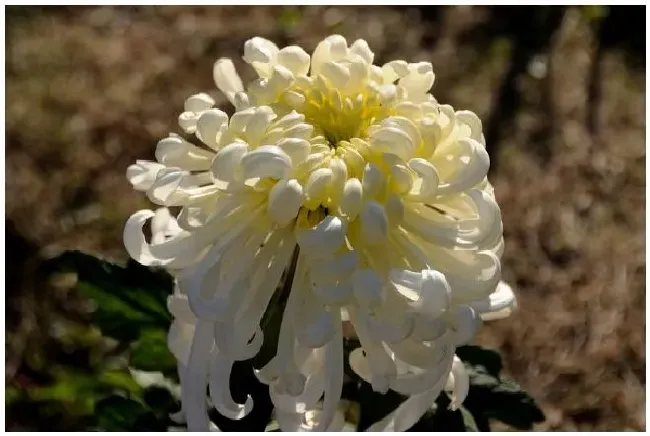 菊花秋天能不能修剪？菊花秋天可以修剪吗 | 科普知识