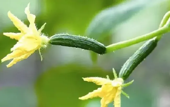 植物常识问题|黄瓜叶黄不长什么毛病（黄瓜光长叶子不长黄瓜长怎么回事）