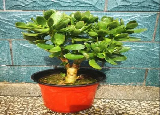 植物常识问题|立秋养护玉树正确用肥姿势