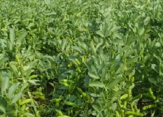 植物常识问题|蚕豆怎么种植管理产量高（蚕豆高产栽培时间及技术）