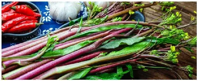 菜心种子怎么种植方法 | 农业答疑