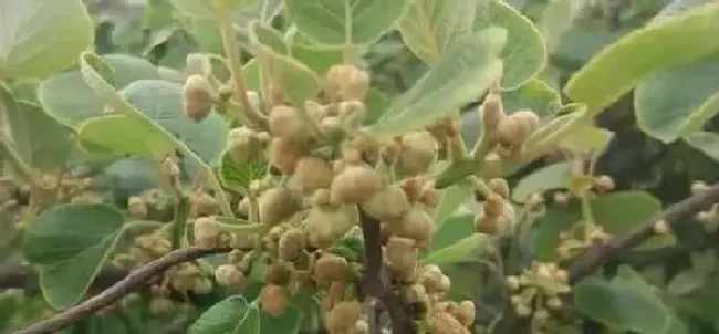 植物常识问题|猕猴桃树苗怎么区分公母图片（猕猴桃实生苗公母如何判断）