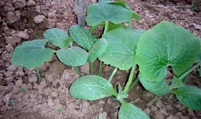 植物常识问题|冬瓜高产施肥的正确方法（冬瓜怎么管理施肥才能丰收）