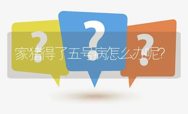 家猪得了五号病怎么办呢? | 养殖问题解答