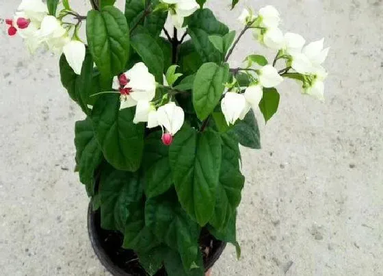 植物常识问题|夏季龙吐珠的养殖方法