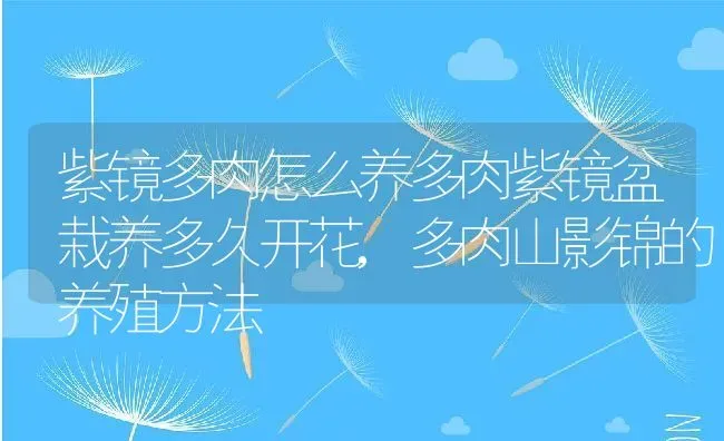 紫镜多肉怎么养多肉紫镜盆栽养多久开花,多肉山影锦的养殖方法 | 养殖常见问题