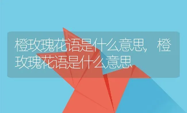 橙玫瑰花语是什么意思,橙玫瑰花语是什么意思 | 养殖常见问题