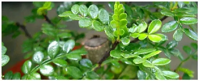 花椒叶怎么晒干 | 农业答疑