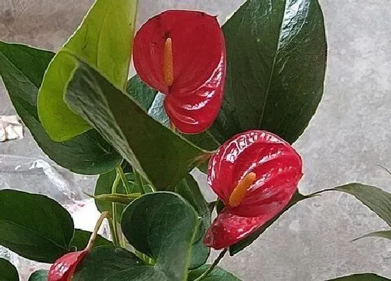 植物常识问题|秋天养红掌需要做好哪些养护要点