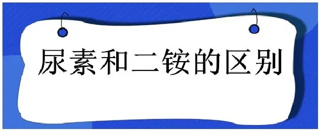 尿素和二铵的区别 | 三农答疑