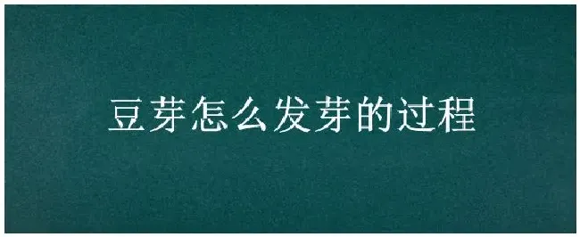 豆芽怎么发芽的过程 | 农业答疑