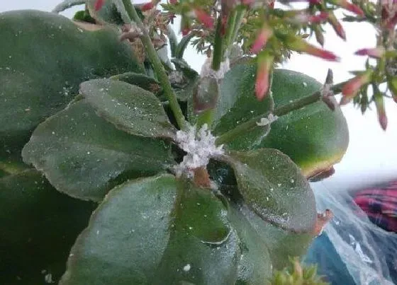 植物常识问题|长寿花叶片发黄发烂要怎么处理