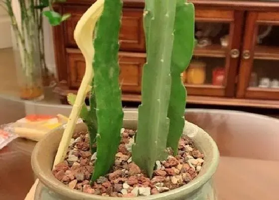 植物常识问题|扦插令箭荷花如何养护生长快