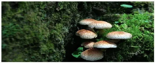 种植蘑菇技术 | 三农问答
