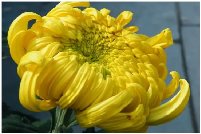 菊花秋天能不能修剪？菊花秋天可以修剪吗 | 科普知识
